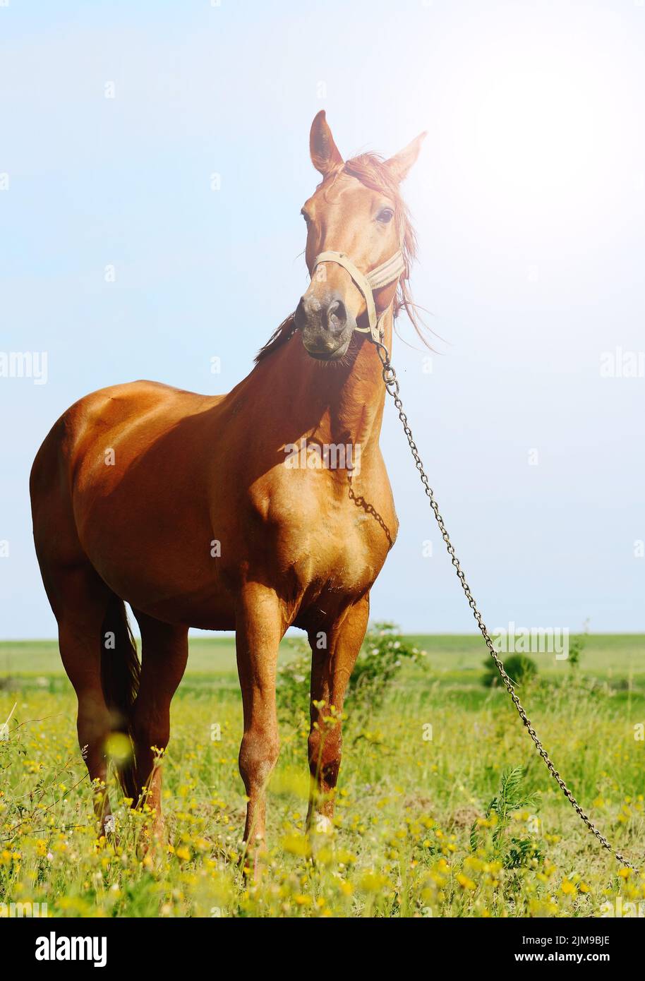 Sonnenschein Porträt eines braunen Pferdes Stockfoto
