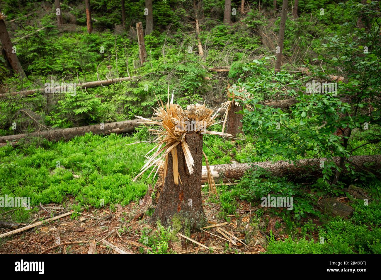 Bäume, die im Nationalpark Böhmische Schweiz, Tschechien, von der Basis des Stamms gebrochen wurden Stockfoto