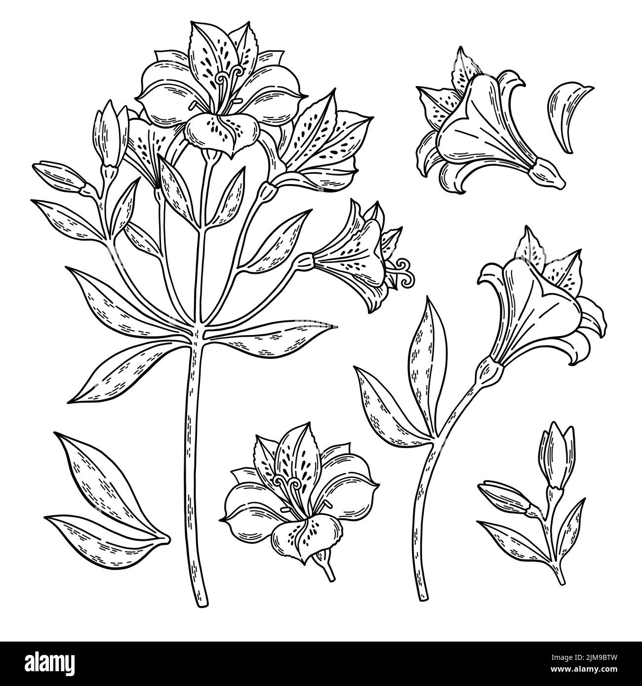 Alstroemeria schwarz-weiß set line Art Vektor Stock Vektor