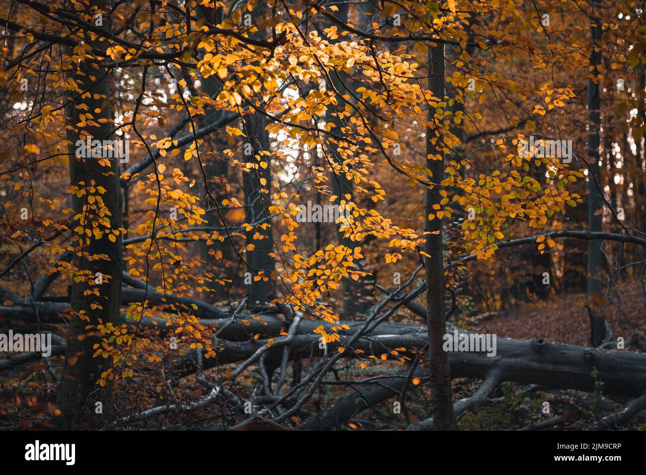 Rostige Blätter auf Bäumen im Herbst im Wald der dänischen Hauptstadtregion Stockfoto