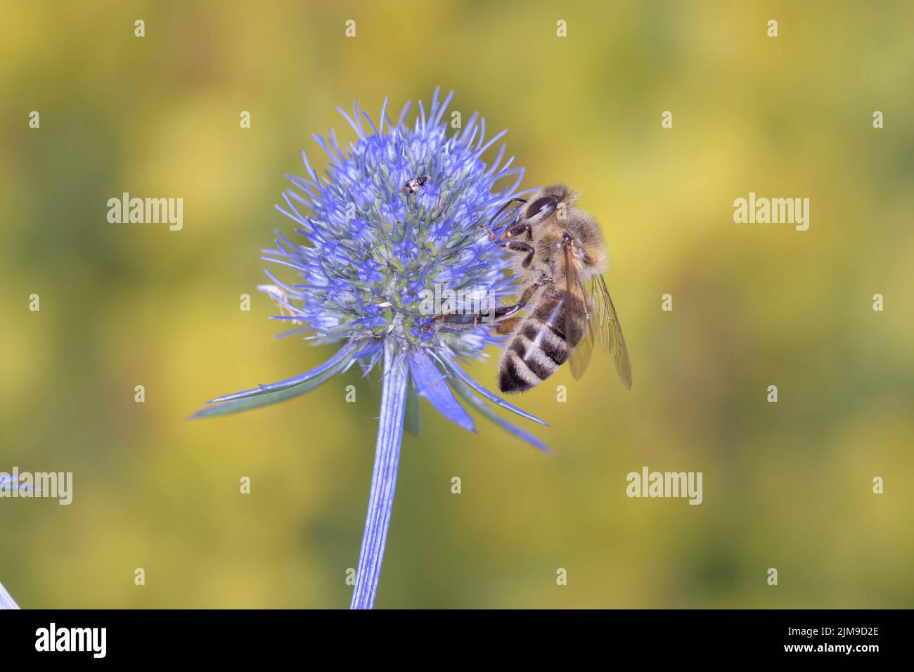 Biene - Apis Mellifera - Bestäubt Die Blüten Des Palmblättrigen Mannstreu - Eryngium Palmatum Stockfoto