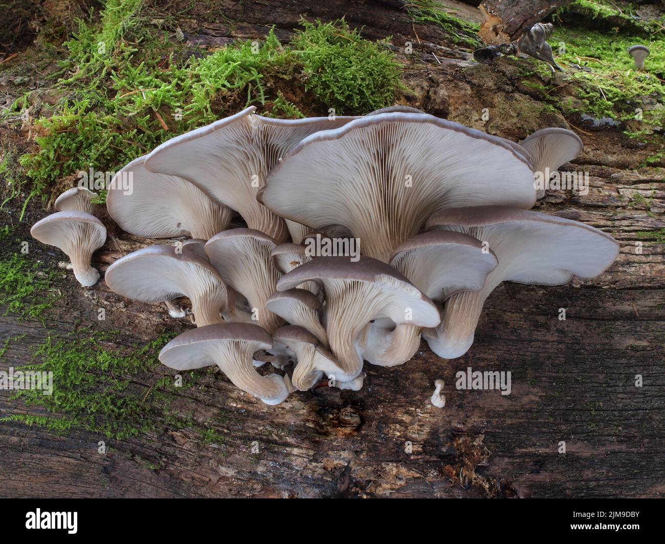 Grauer Austernpilz - Pleurotus ostreatus Stockfoto