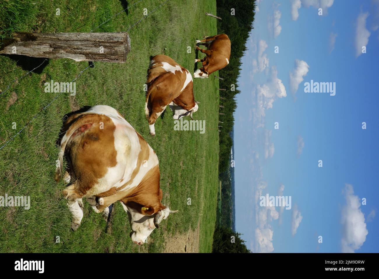 Kühe, Weide Stockfoto