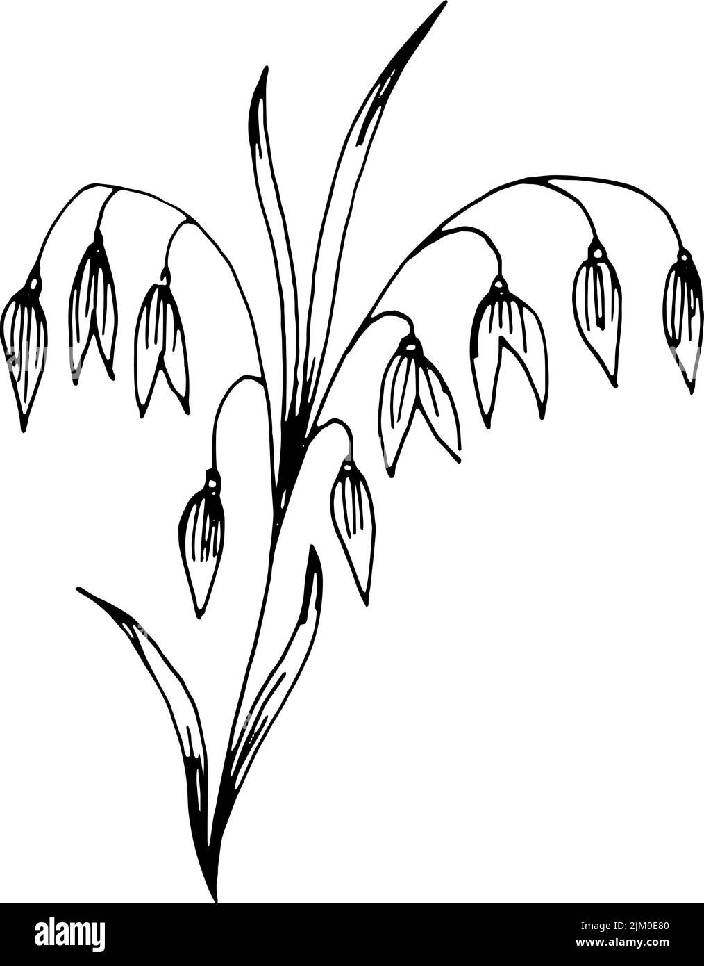 Eine Pflanze mit reifen Hafern. Skizzenvektordarstellung. Für Lebensmittelindustrie, Landwirtschaft, Lebensmittelgeschäft Stock Vektor