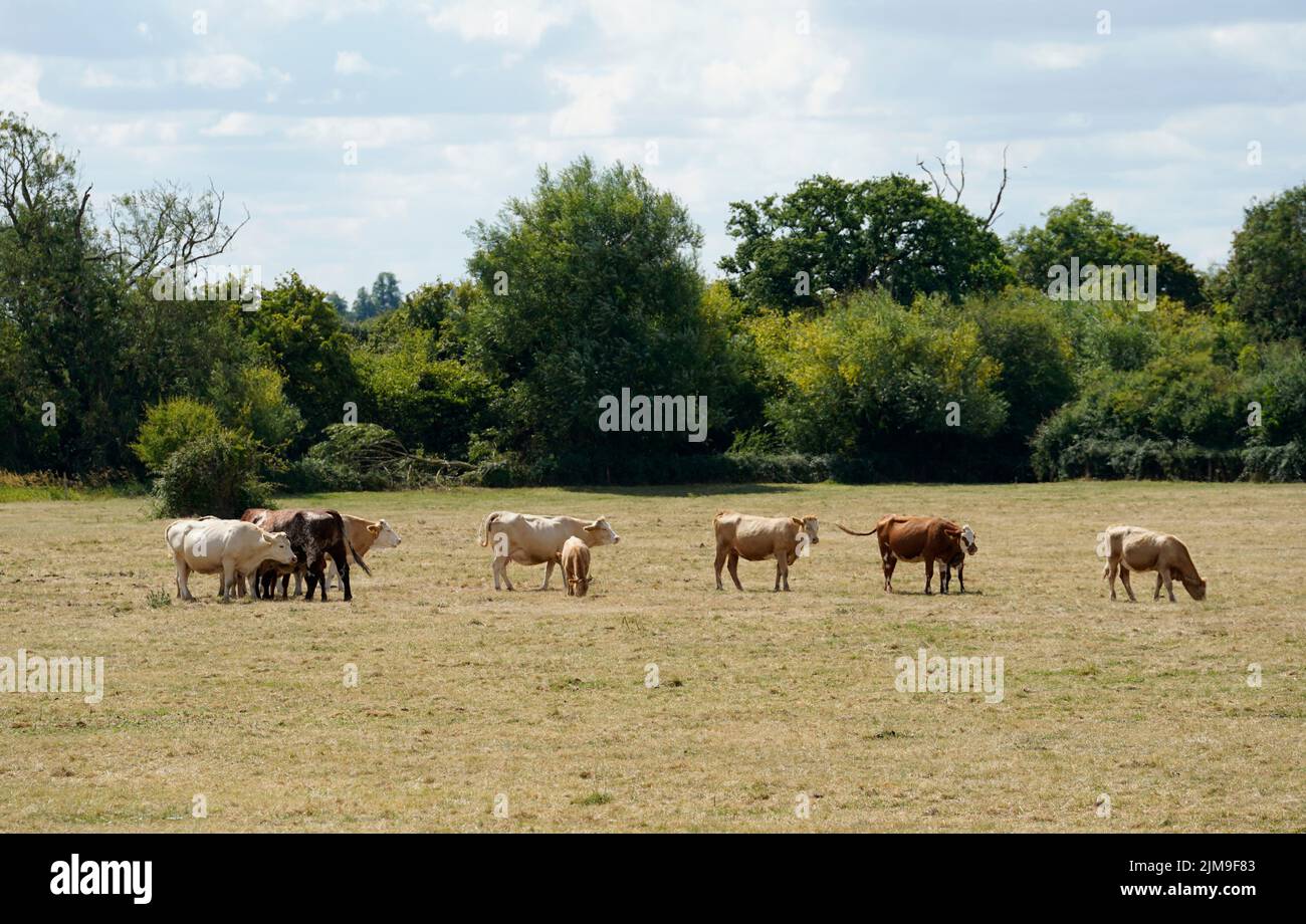 Kühe fressen Gras auf einem Feld in der Nähe von Somerford Keynes in Gloucestershire, da ausgetrocknete Teile Englands unter sehr trockenen Bedingungen und vor einer weiteren vorhergesagten Hitzewelle einem Schlauchleitungsverbot ausgesetzt sind. Monate mit geringen Niederschlägen, kombiniert mit rekordverdächtigen Temperaturen im Juli, haben Flüsse auf außergewöhnlich niedrigem Niveau hinterlassen, die Reservoirs erschöpft und die Böden ausgetrocknet. Bilddatum: Freitag, 5. August 2022. Stockfoto