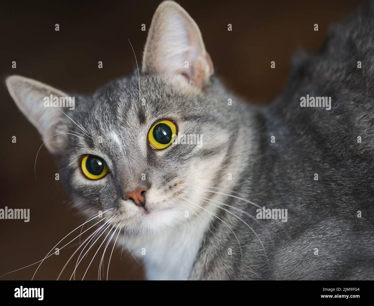Heimische kurzhaarige junge geflüsterte Katze suchen Stockfoto