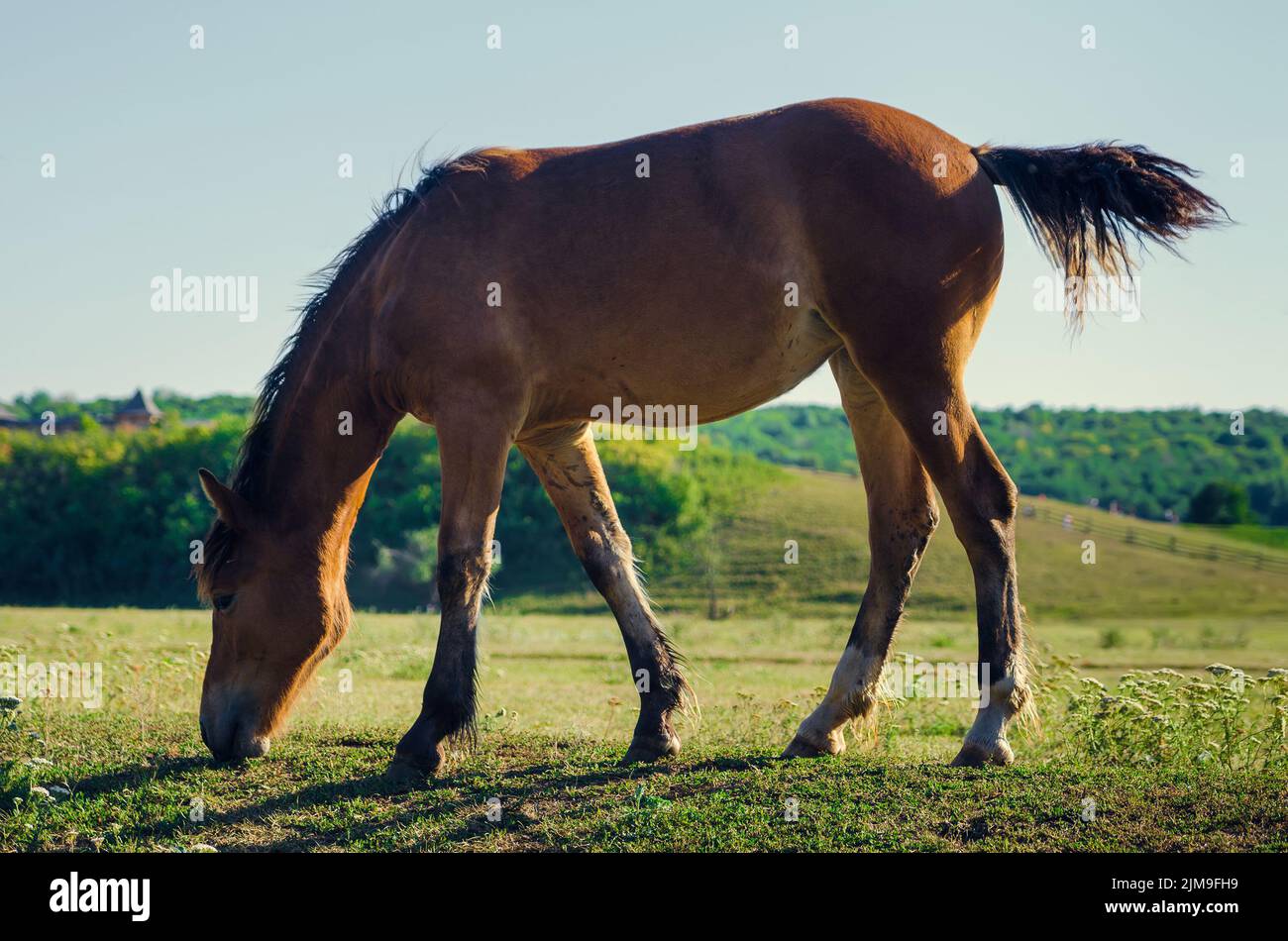 Braunes Pferd, das grünes Gras und Schwanzschwänze frisst Stockfoto