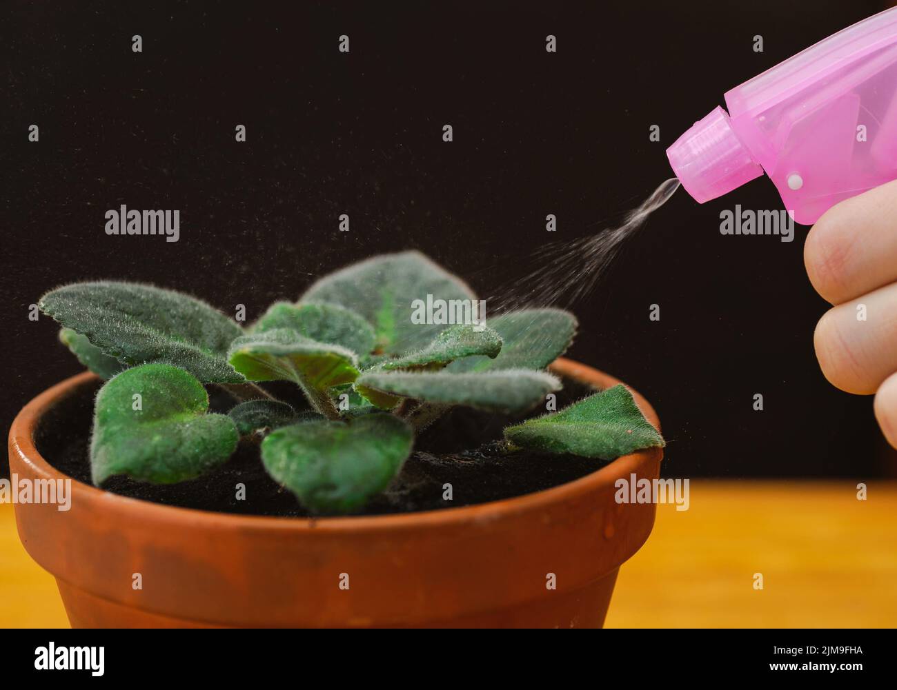 Das Besprüchen von Blättern der Grünhausanlage mit Wasser Stockfoto