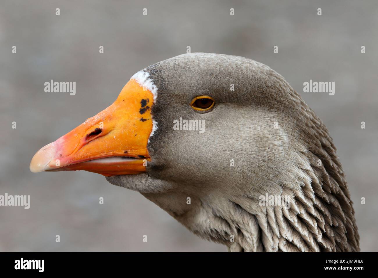 Profilansicht einer Graugans (Anser-anser). Stockfoto