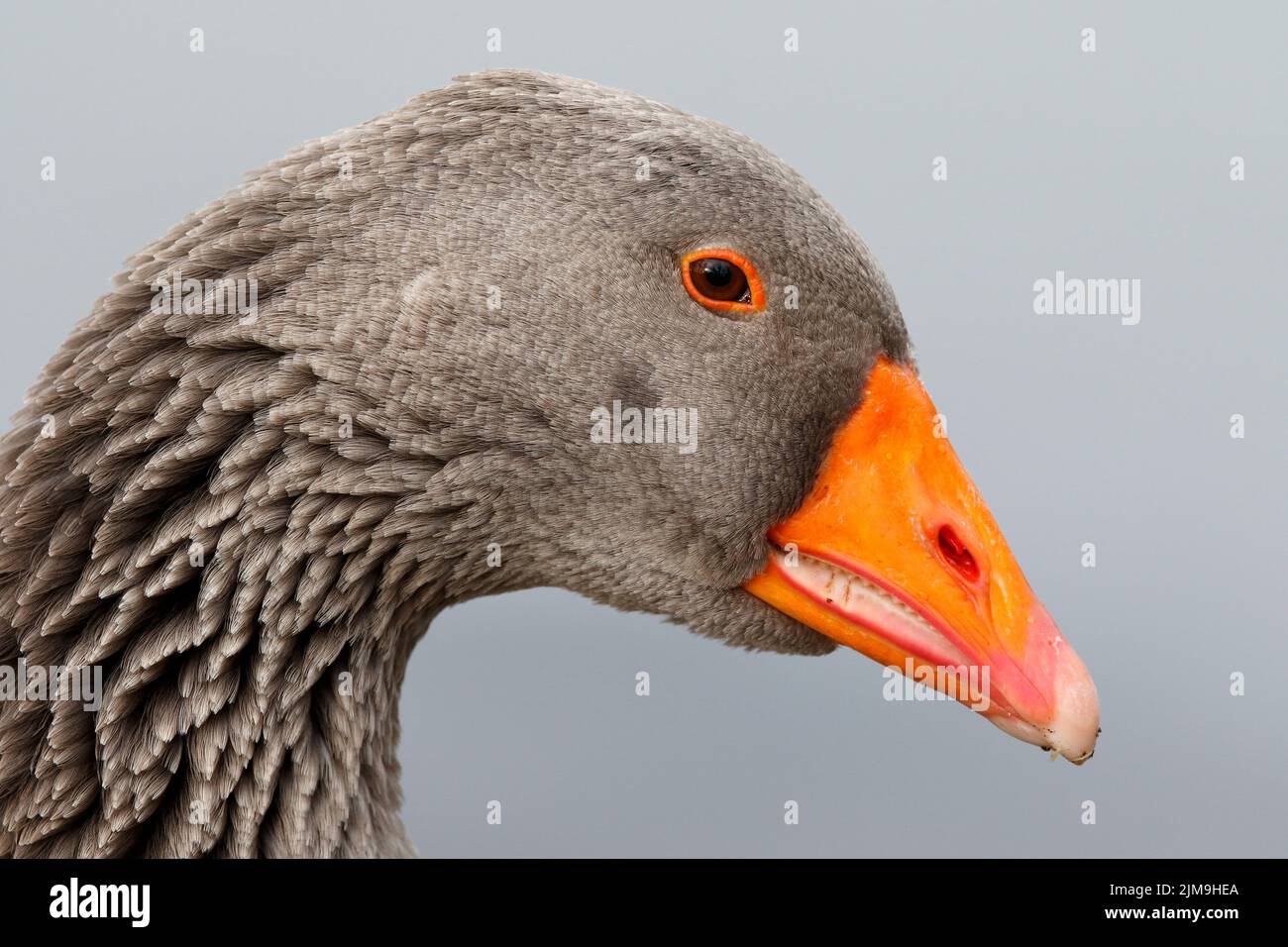 Profilansicht einer Graugans (Anser-anser). Stockfoto