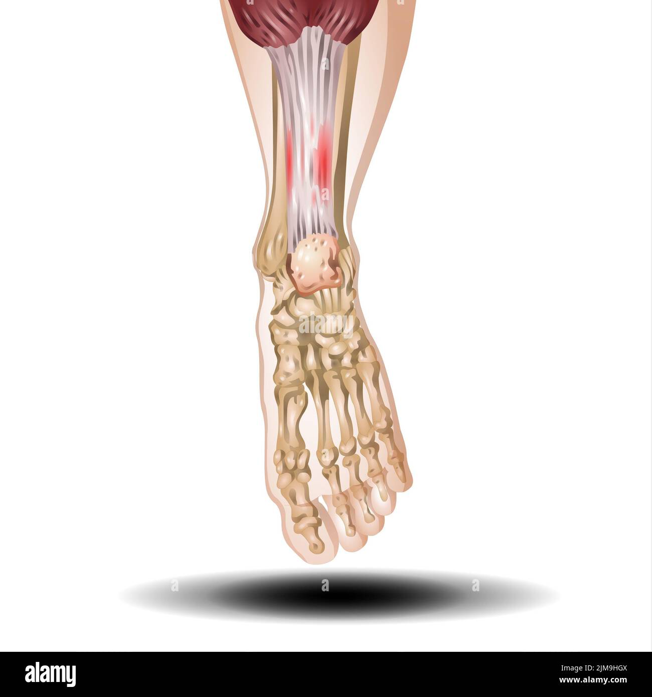 Knochen und Muskeln auf weißem Hintergrund Stockfoto