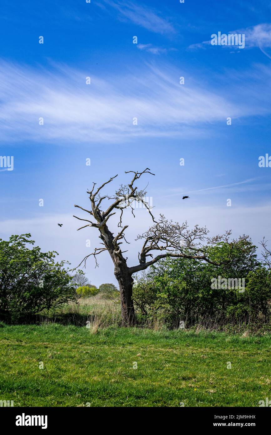 Toter Baum in Ackerland mit schwarzen Vögeln und dramatischem Himmel in der Region von Hes Stockfoto