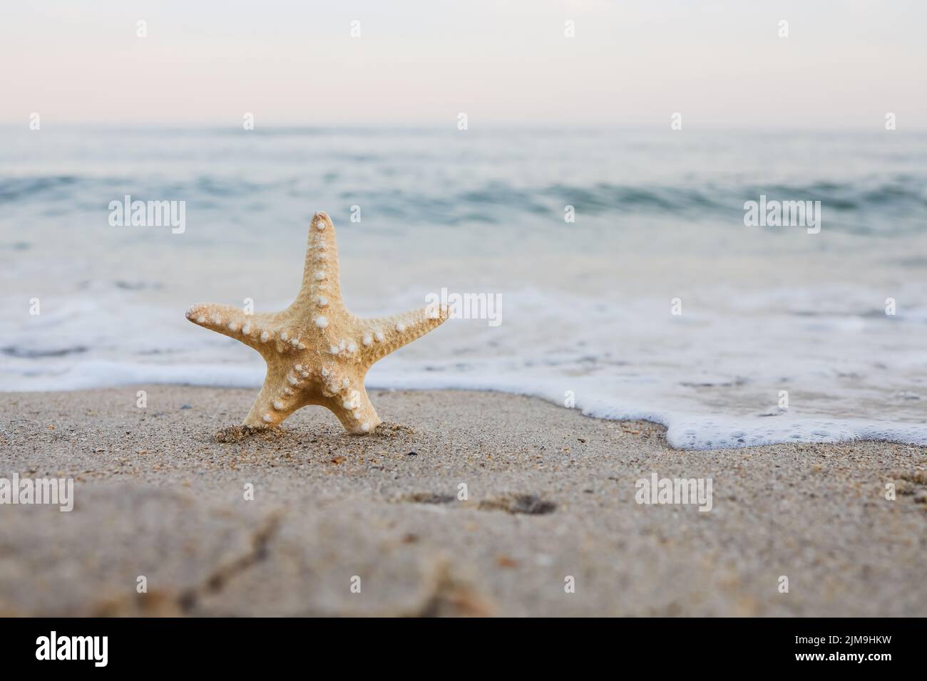 Meer Muscheln Seesterne auf tropischen Sand türkisfarbenen karibischen Sommerurlaub Reisen Symbol Stockfoto