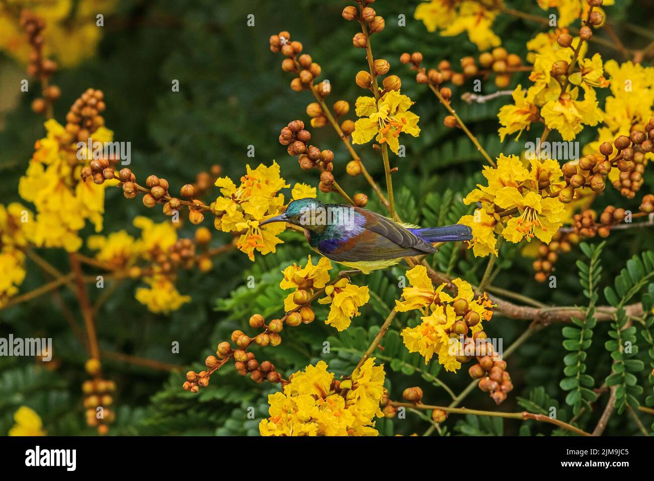 Ein Sonnenvögel mit Olivenrücken staut sich unter den gelben Blüten der Gelben Flametere in Malaysia. Stockfoto