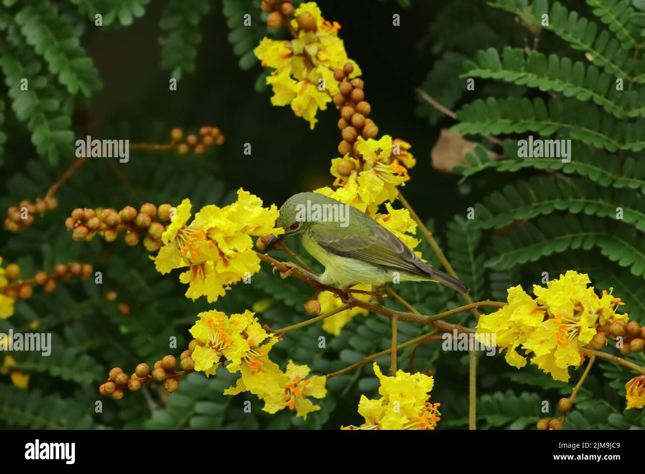 Ein weiblicher Sonnenvögel mit Olivenrücken staut sich unter den gelben Blüten der Gelben Flametere in Malaysia. Stockfoto