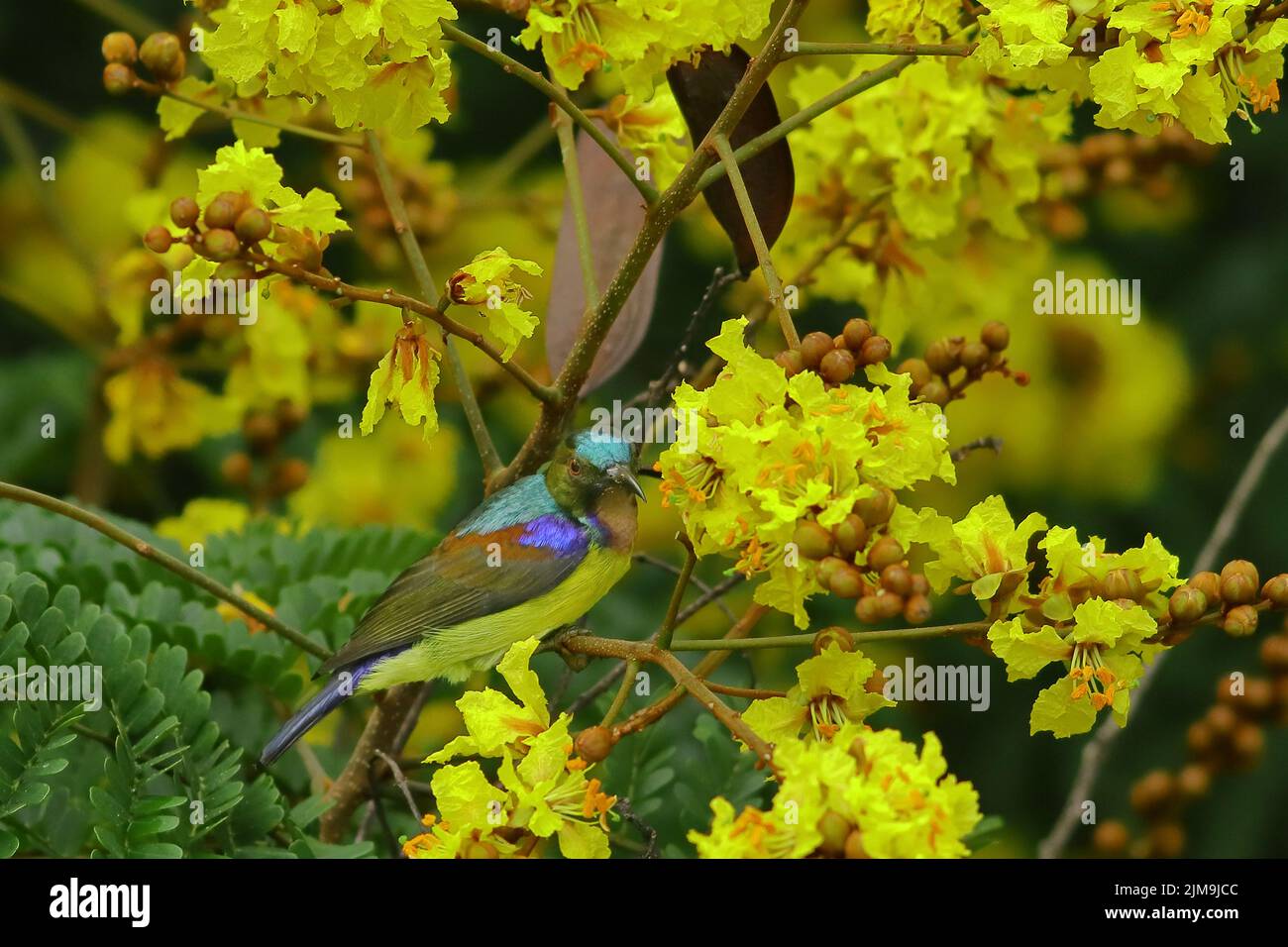 Ein Sonnenvögel mit Olivenrücken staut sich unter den gelben Blüten der Gelben Flametere in Malaysia. Stockfoto