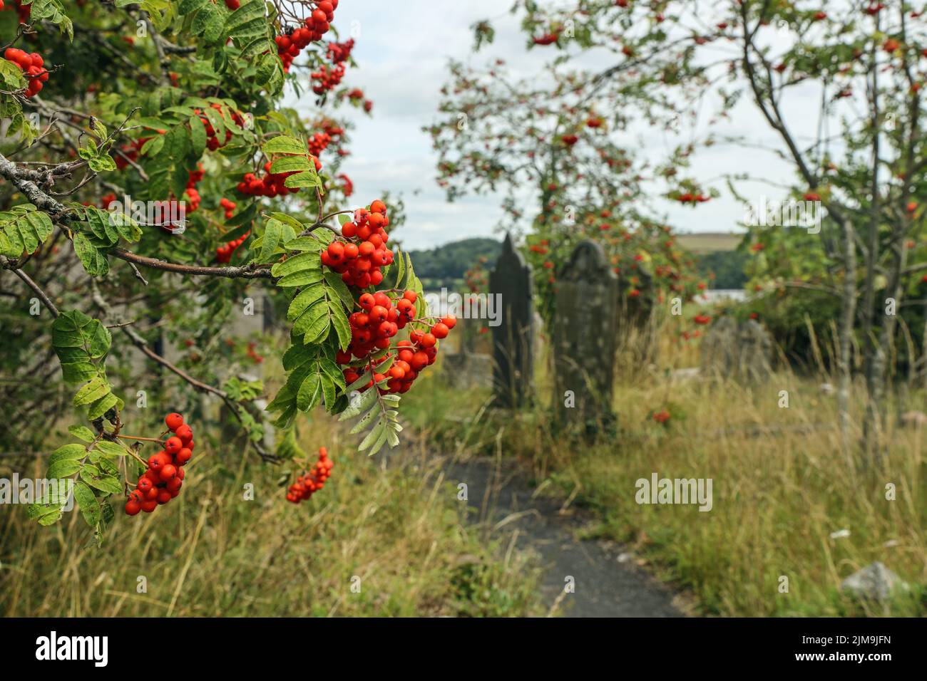 Trauben von Beeren auf einem Berg Esche oder Rowan Baum bereit für die Vögel im Herbst zu genießen. Bekannt als der Fluch der Hexen und ein Wahrsager von Th Stockfoto