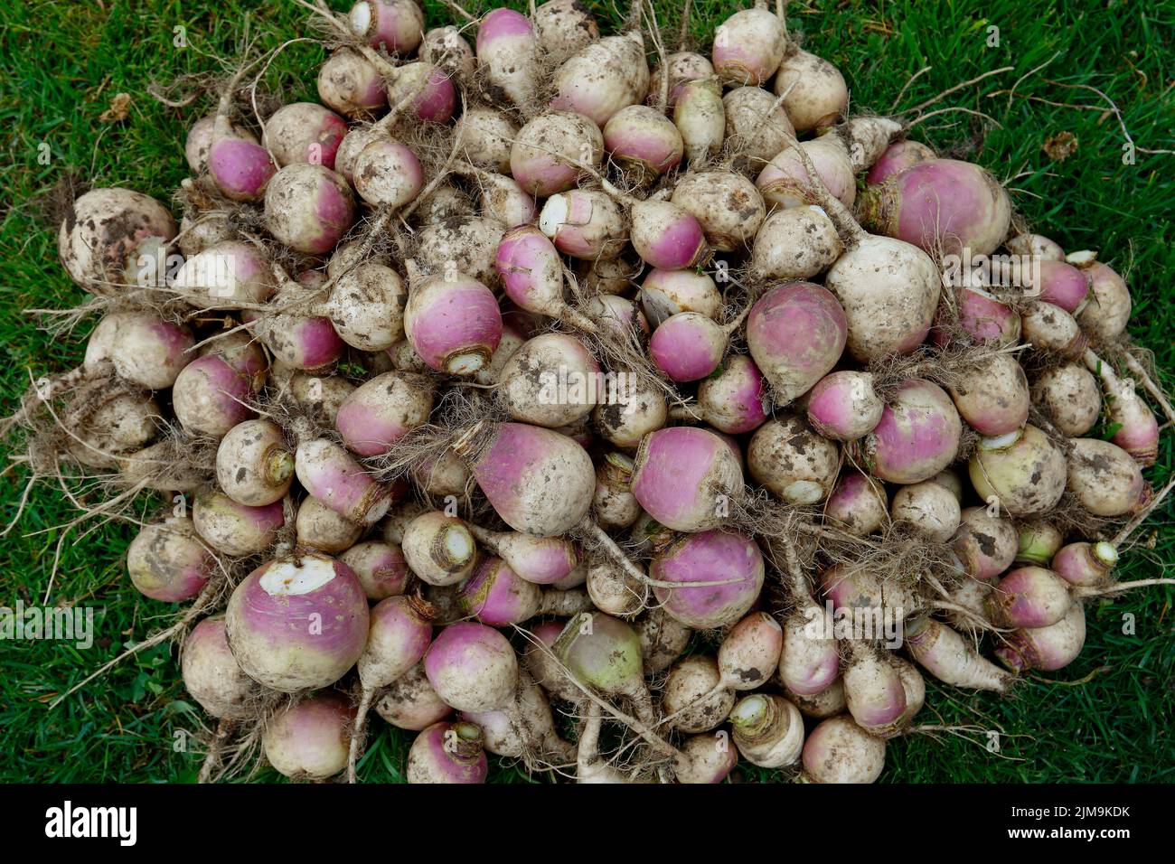 Brassica rapa subsp., Rübe Stockfoto