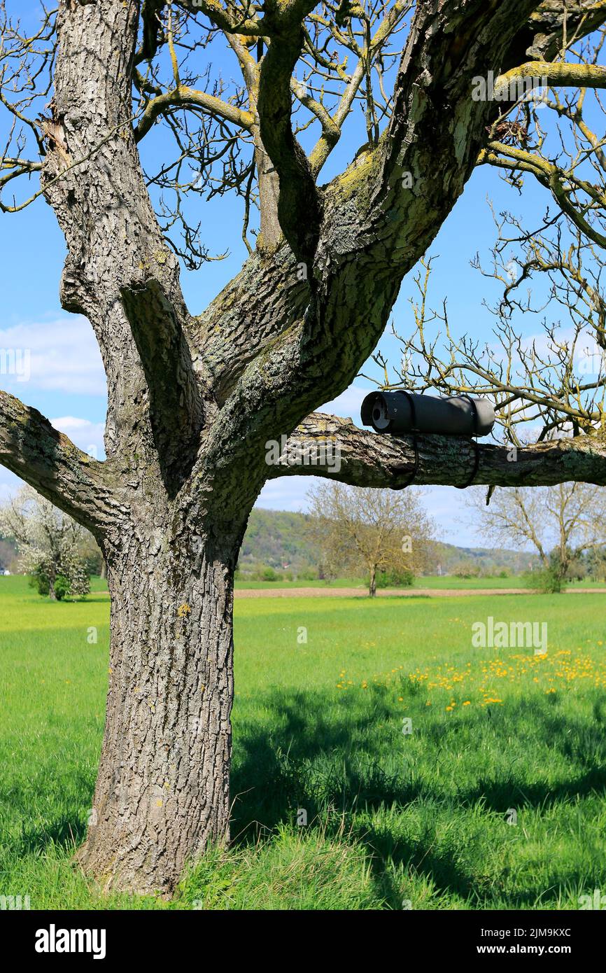 Kleine Eule Nistkasten auf einem alten Walnussbaum. Stockfoto