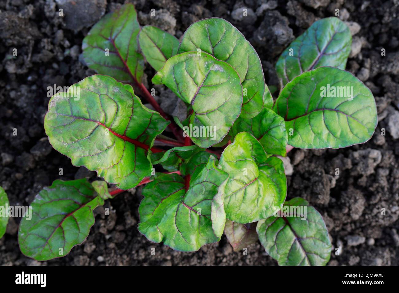 Mangold Â´Beta vulgaris subsp. Vulgaris Â´ Stockfoto