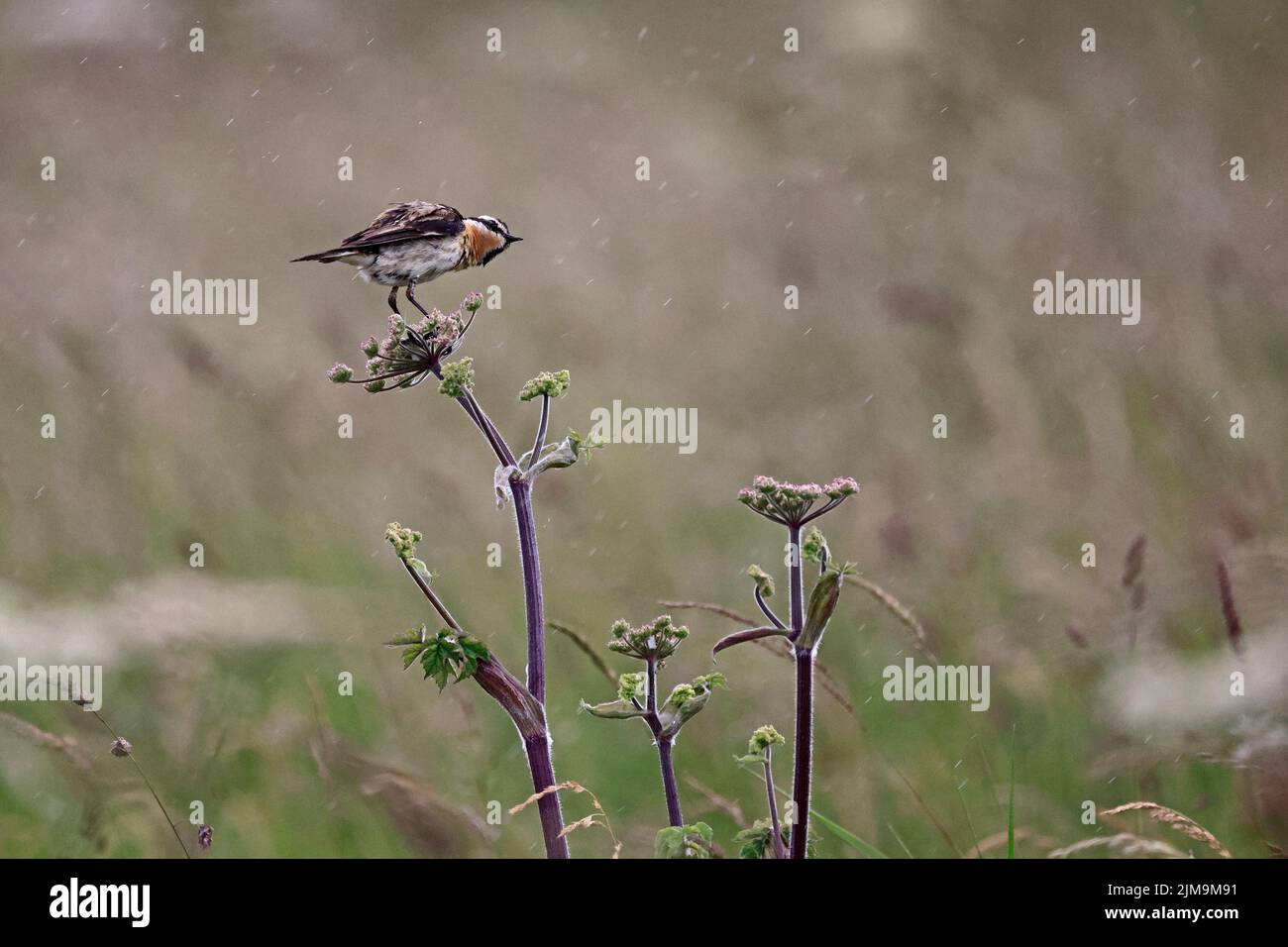 Juveniler Whinchat auf einem umbelliferen Minensteinbruch in der Nähe von Wrexham Wales, Großbritannien Stockfoto