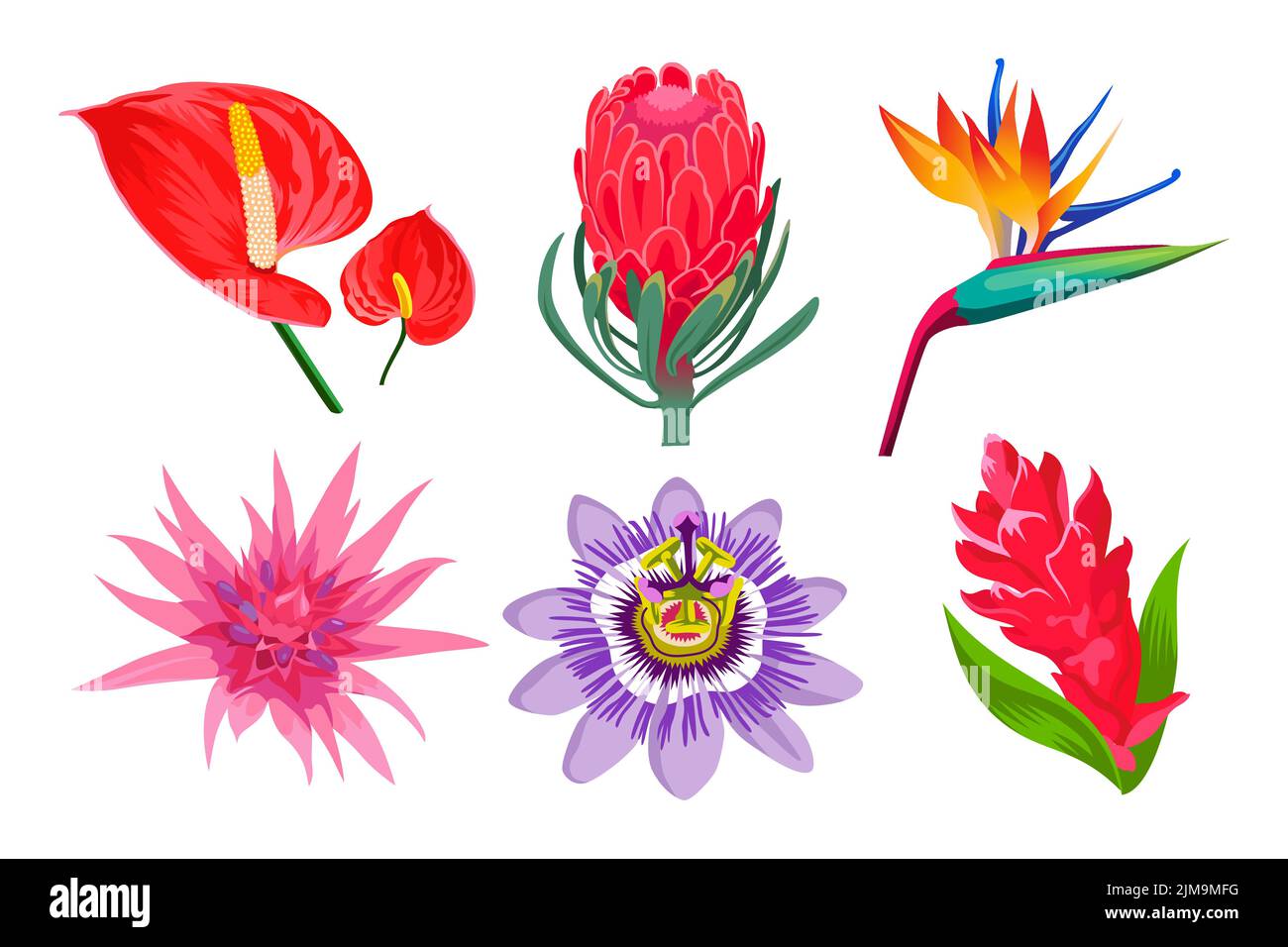 Exotische Dschungel Blumen Cartoon Illustration Sammlung. Wilde tropische hawaiianische oder polynesische Pflanzen. Magnolie oder Orchidee im Garten, Bali oder der Karibik Stock Vektor
