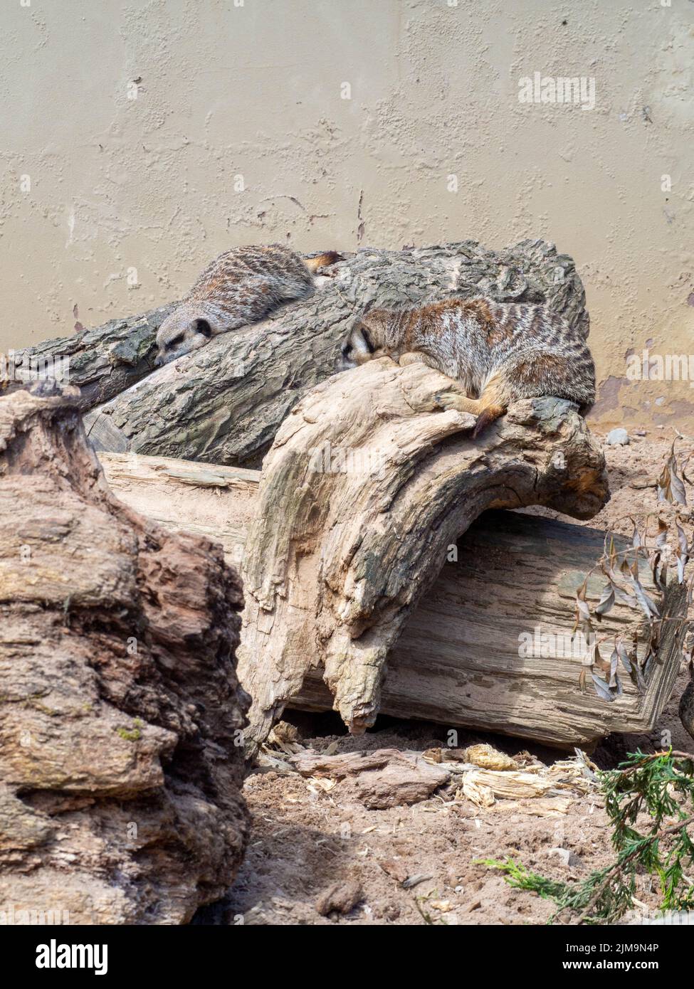 In den alten Zweigen eines abgeschnittenen Baumes getarnte, müdlige Erdmännchen. Stockfoto