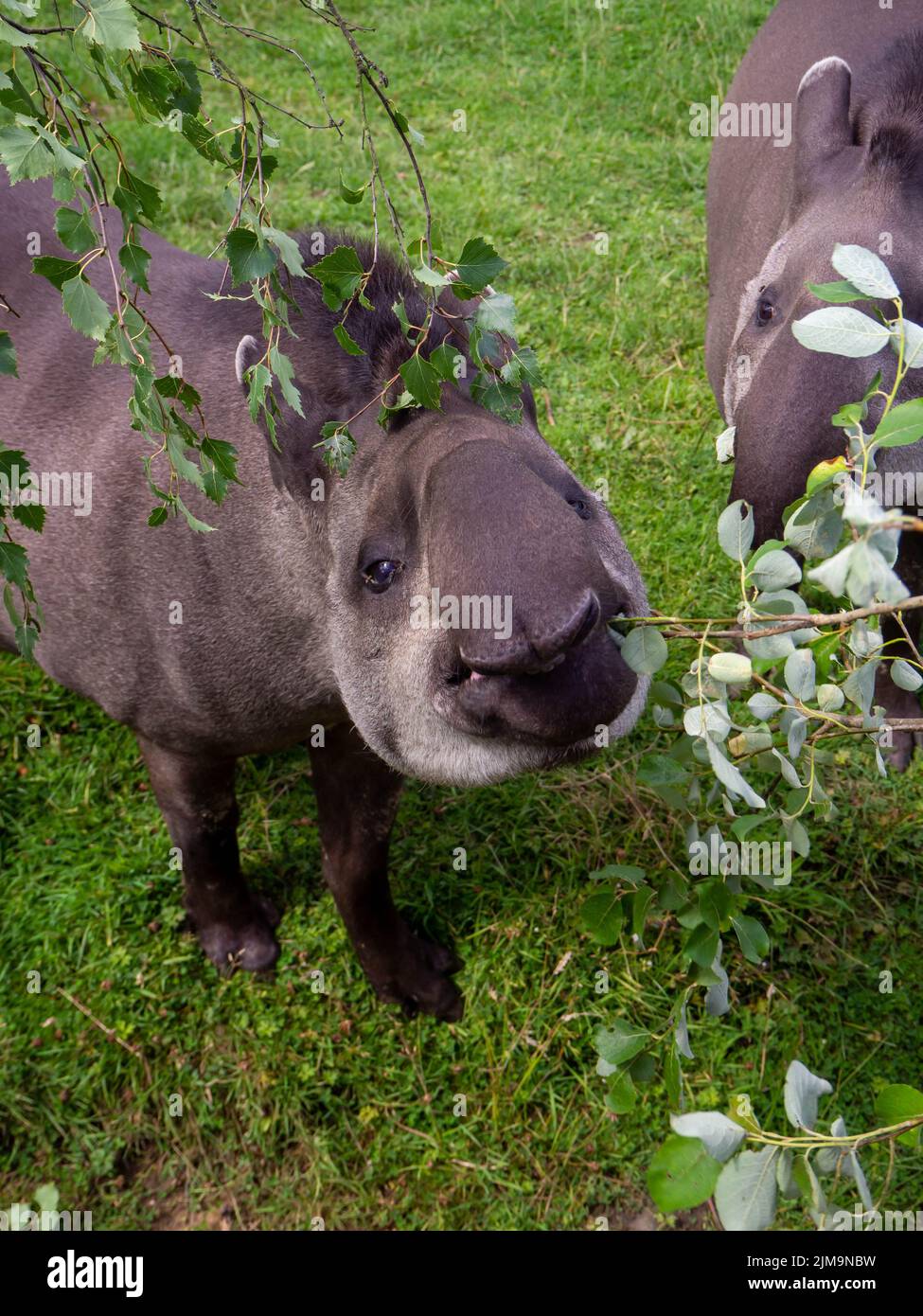 Südamerikanische Tapire greifen, um Blätter von Zweigen zu essen, die ihnen ausgestreut werden Stockfoto