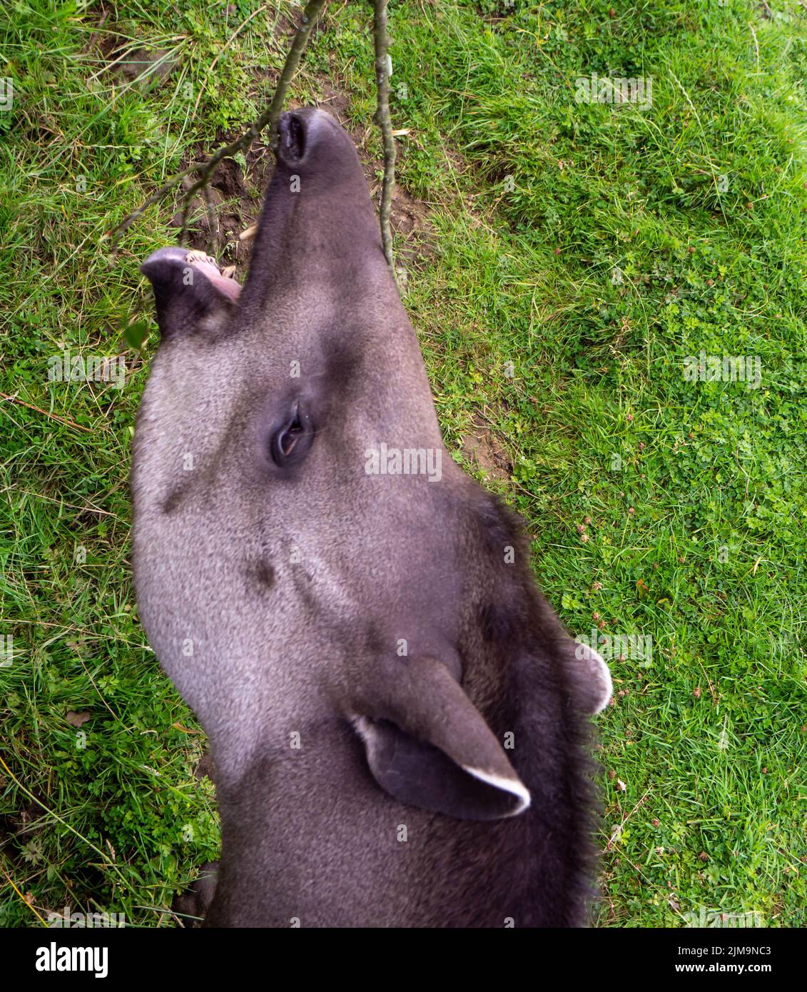 Südamerikanischer Tapir, der senkrecht nach oben reicht, mit offenem Mund für die letzten Blätter eines Astes Stockfoto