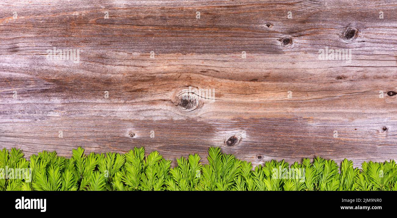 Neue Tannenzweige auf rustikalen Holzbrettern für die Ferienzeit Stockfoto