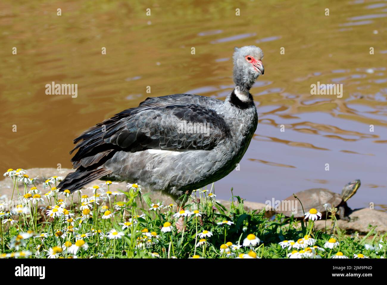 Chauna chavaria, Schwarzhalsschreier, nördlicher Schreier mit Gurkschildkröte im Hintergrund. Stockfoto