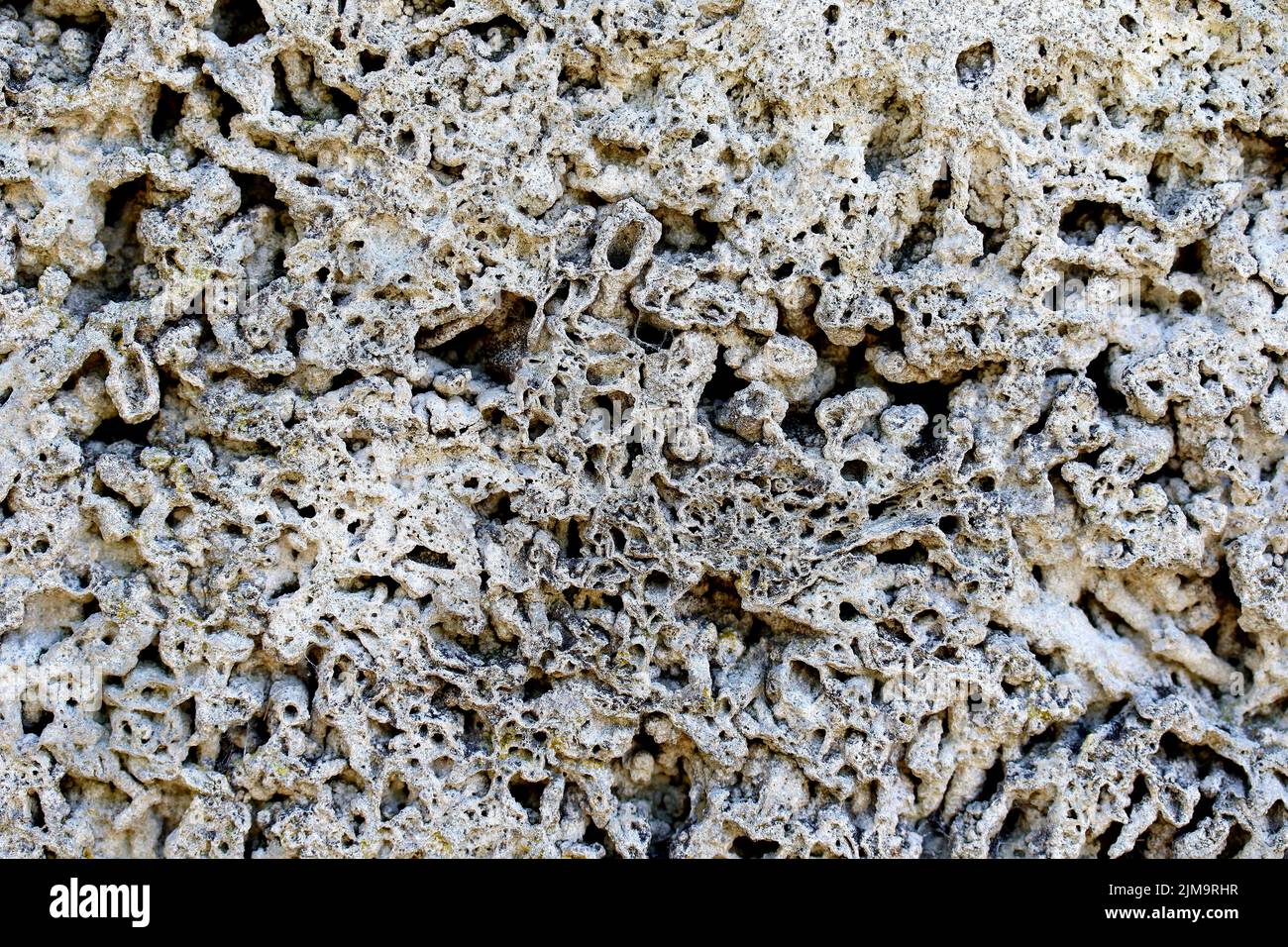 Coquina. Graubraun, teilweise porig, teilweise dicht, durchsetzt mit fossilen Fragmenten der Schale S Stockfoto