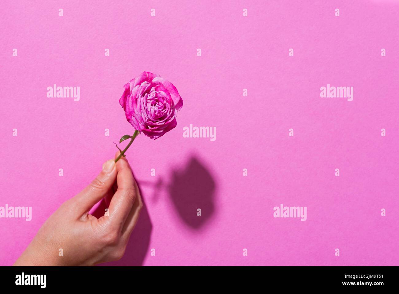 Minimalistischer Rosenhandgriff. Das Konzept von Schönheit, Sinnlichkeit. Zärtlichkeit. Heller, farbenfroher Hintergrund, Kopierbereich. Minimalistisches Postkartendesign, der Schatten Stockfoto