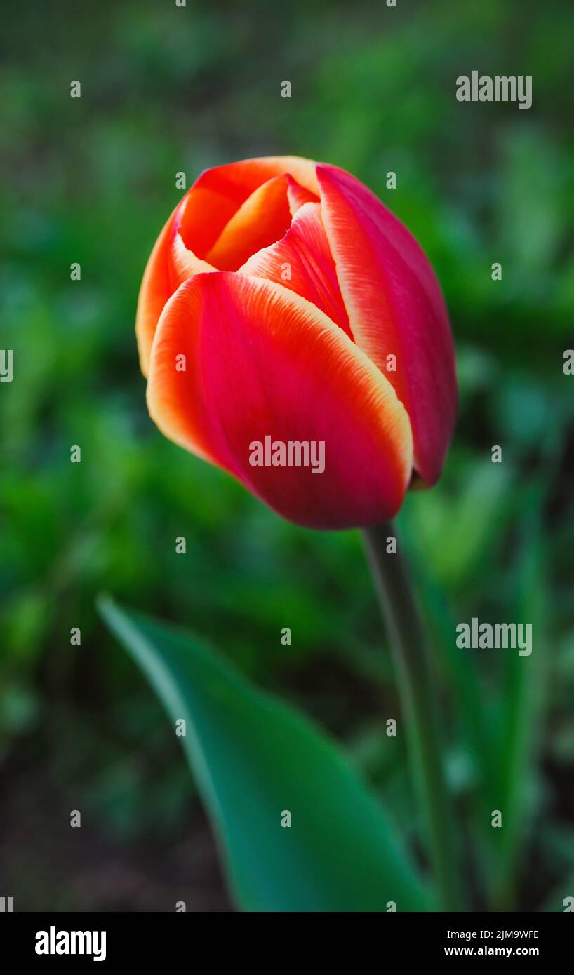 Fragile Schönheit der roten Tulpenblume Stockfoto