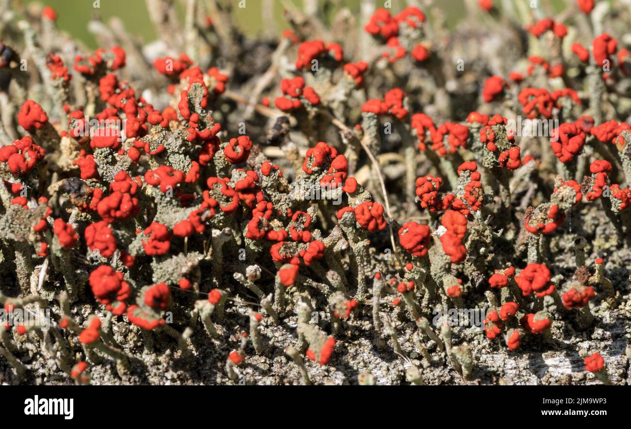 Cladonia cristatella oder britische Soldaten Lichen Stockfoto