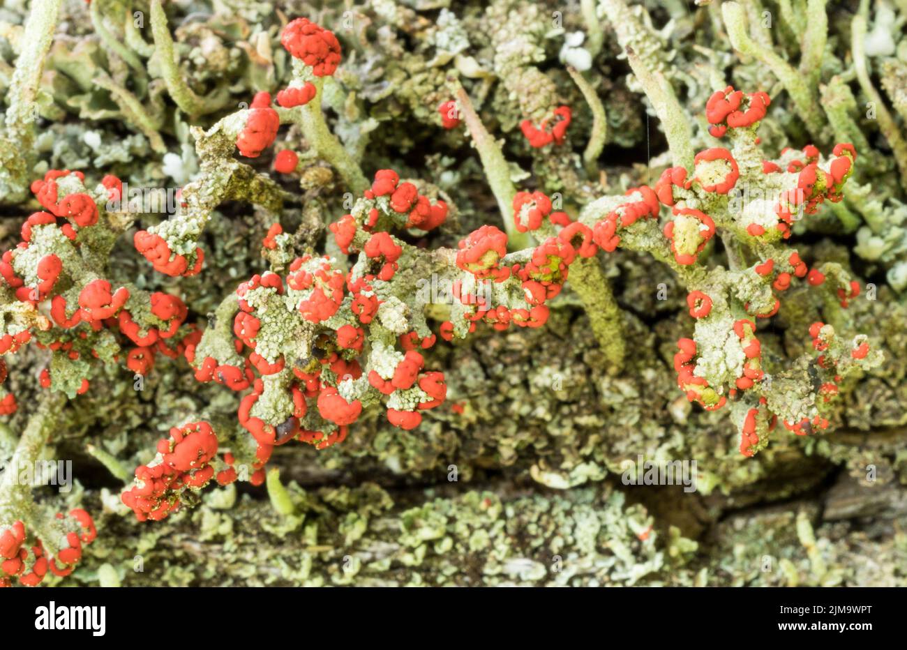 Cladonia cristatella oder britische Soldaten Lichen Stockfoto