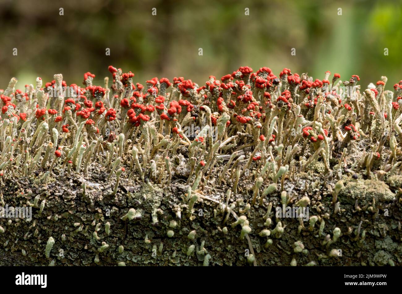 Cladonia cristatella oder britische Soldaten Lichen Stockfoto
