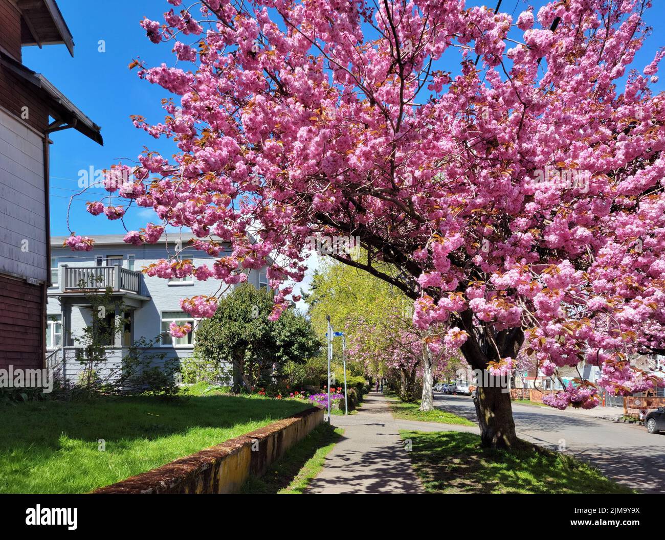 Ein rosa blühender Baum am Straßenrand in der Nähe von Häusern Stockfoto