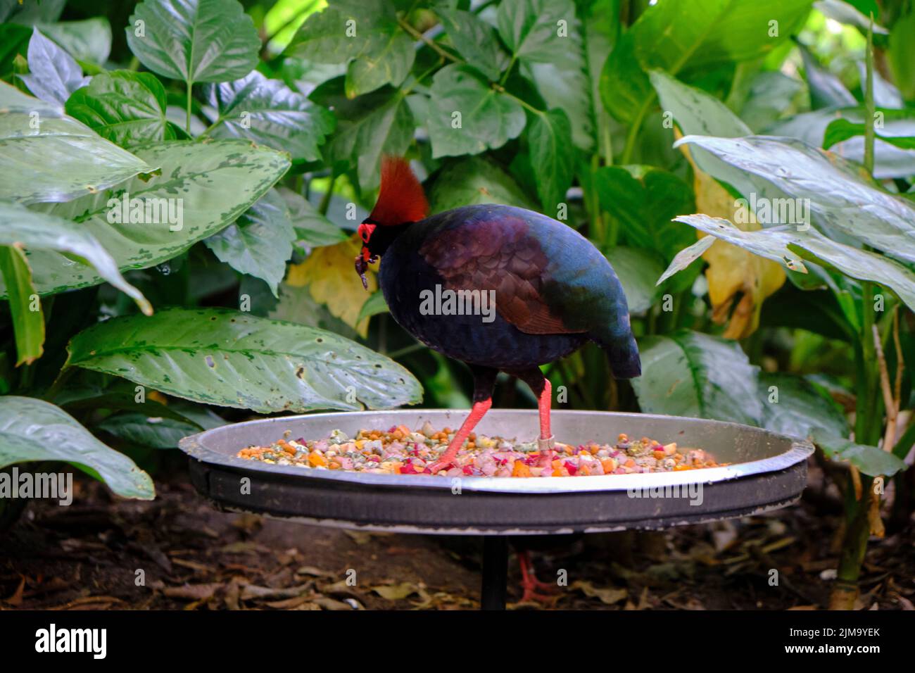 Eine Nahaufnahme von Crested Rebhuhn auf einem Tablett, Rollulus rouloul Stockfoto