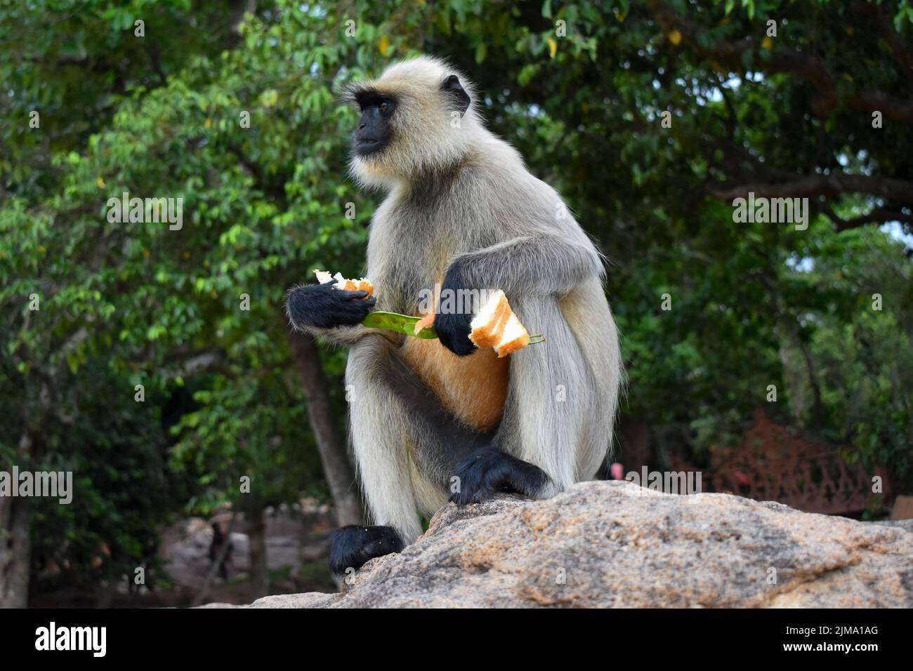 Die graue Langur auch als Hanuman-Langur benannt, benannt nach dem affengott Hanuman. So werden sie in der hinduistischen Religion als heilig betrachtet. Stockfoto