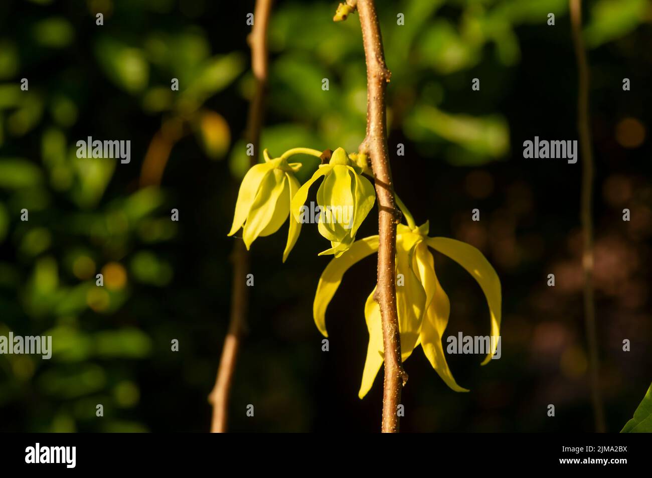 Eine Cananga odorata Blume, bekannt als die Cananga, ausgewählten Fokus Stockfoto