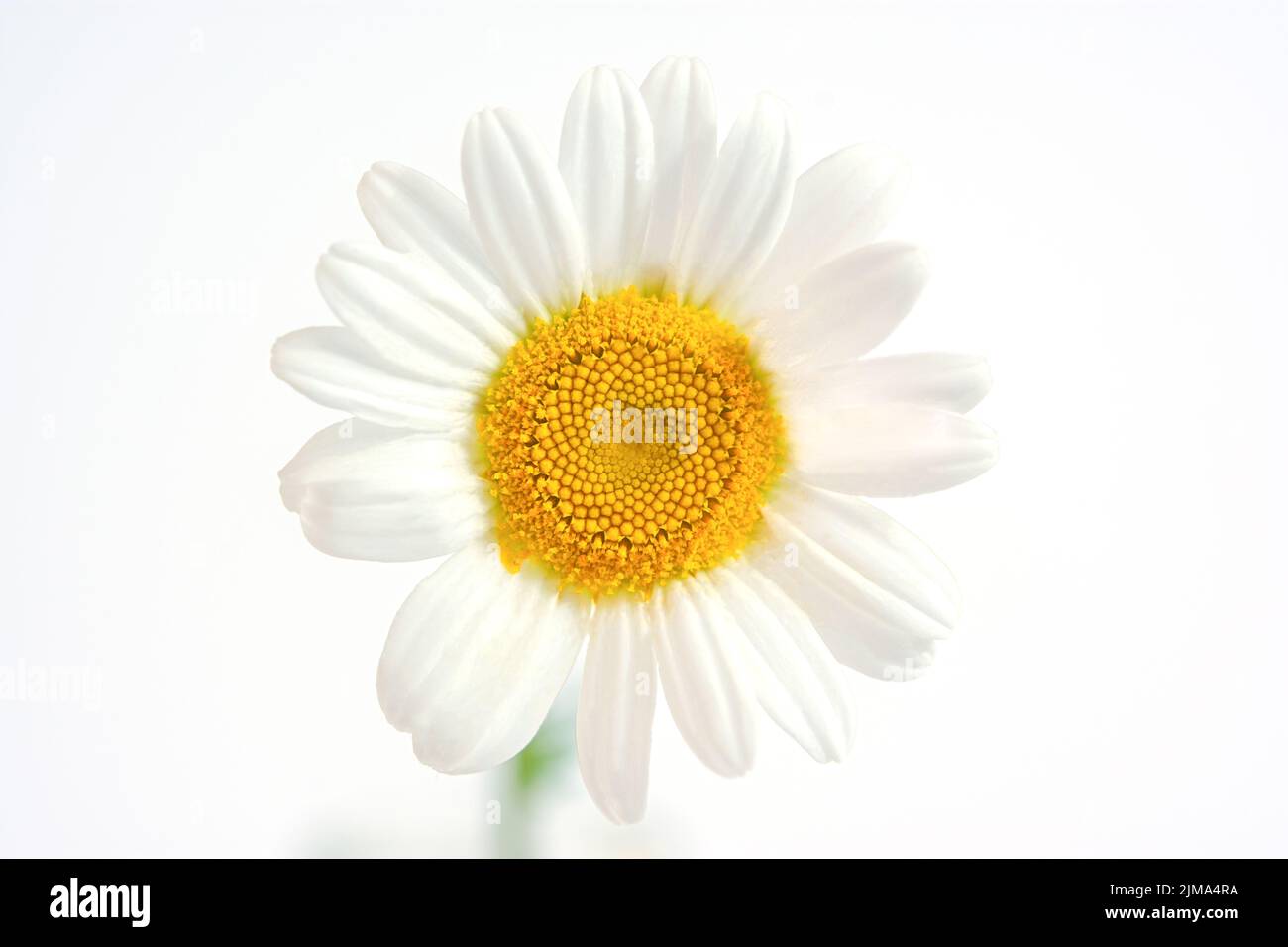 Blume Mit Gelben Blüten 7 Buchstaben Symmetrie blume -Fotos und -Bildmaterial in hoher Auflösung – Alamy