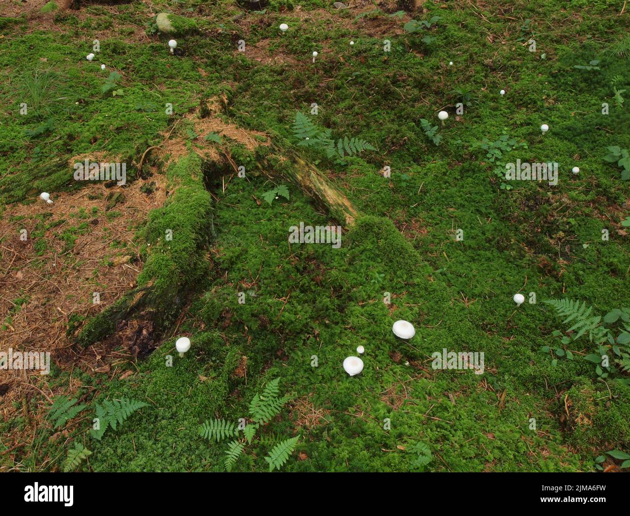 Feenring des abrupt-bulbösen agaricus oder des flachbirnenförmigen Pilzes Stockfoto