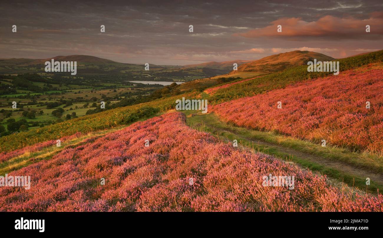 Sonnenuntergang an den Hängen von Ling fiel im Lake District mit Heidekraut in voller Blüte in Richtung Bassenthwaite Lake. Stockfoto