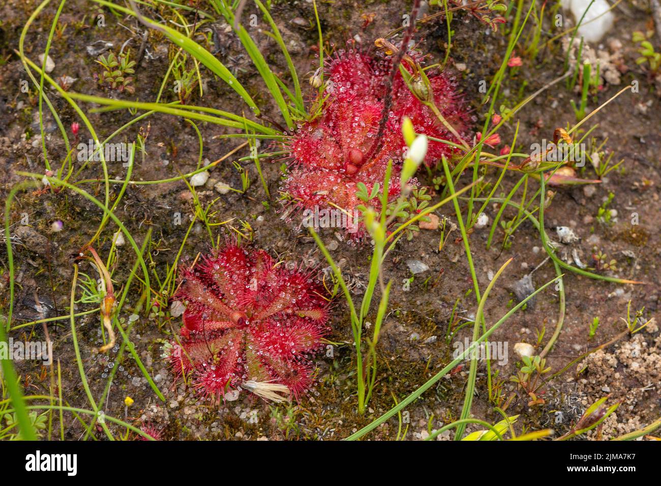 Zwei Pflanzen von Drosera sp. Auf dem Bokkeveld Plateau bei Nieuwoudtville im nördlichen Kap von Südafrika Stockfoto