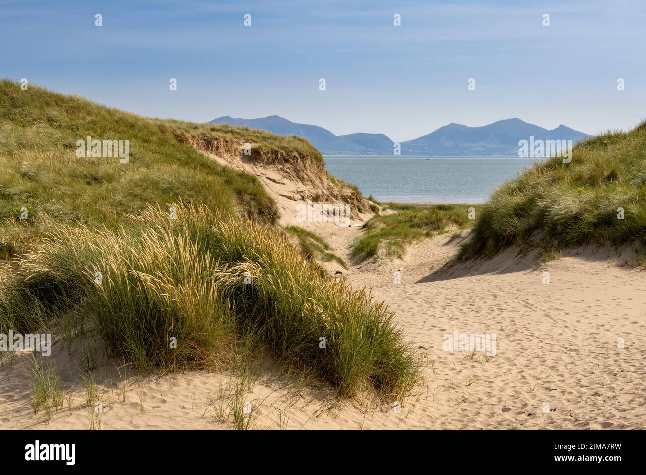 Die Sanddünen von Newborough Warren mit den Snowdonia Mountains über die Menai Strait, Isle of Anglesey, Nordwales Stockfoto