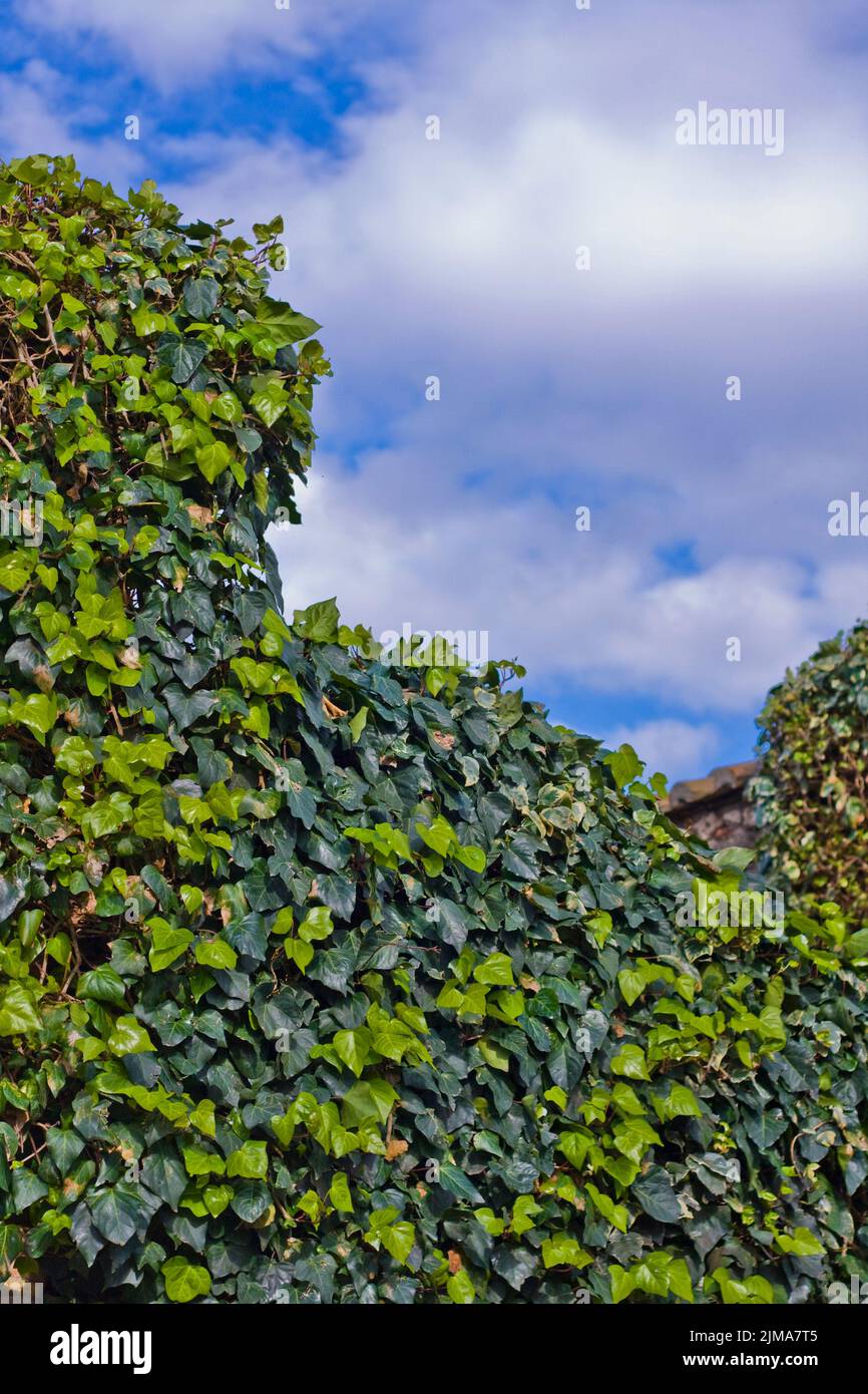 Ivy Blätter und blauer Himmel mit Wolken Stockfoto