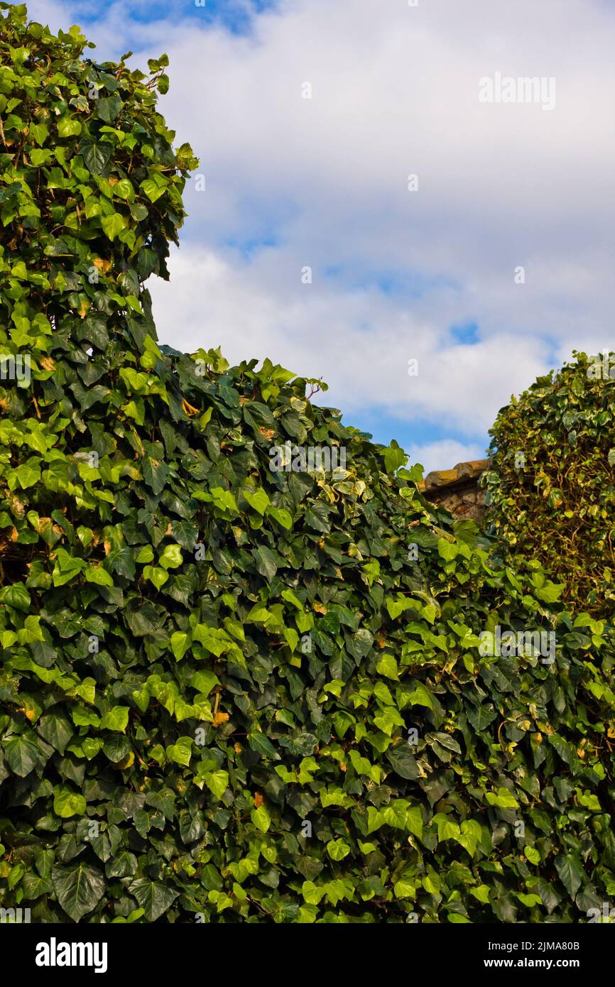 Ivy Blätter und blauer Himmel mit Wolken Stockfoto