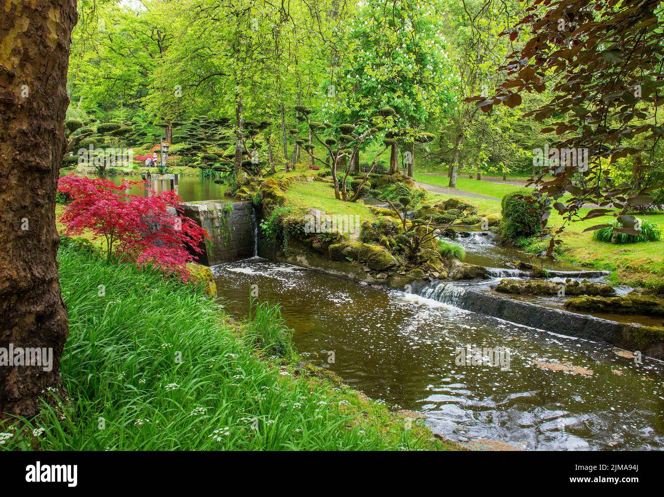 Im japanischen Park in Molivriere finden sich links tolle Topiarbäume (Eibenbaum) und kleine rote Blätter des japanischen Ahorns (Palmatahorn). Pays de la Stockfoto