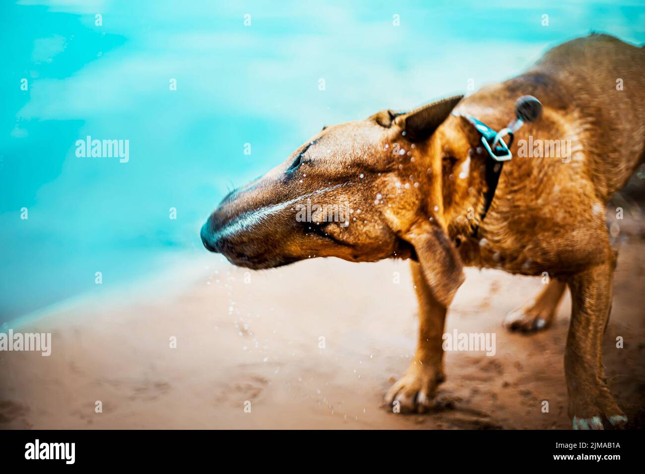 Ein wunderschöner Ingwer-Bullenterrier schüttelt Wassertropfen von sich selbst ab und steht im Sommer am Strand in der Nähe des blauen Wassers des Meeres. Ein Haustier auf V Stockfoto